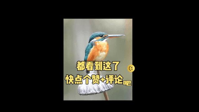 7.gif