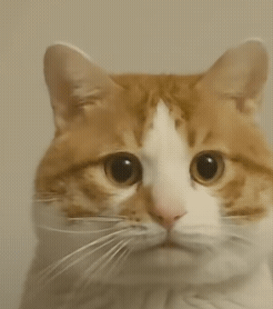 14.gif
