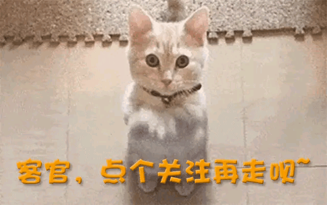 43.gif