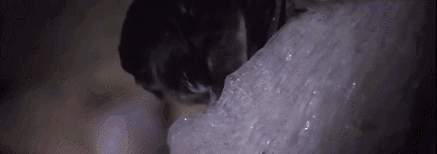 2.gif